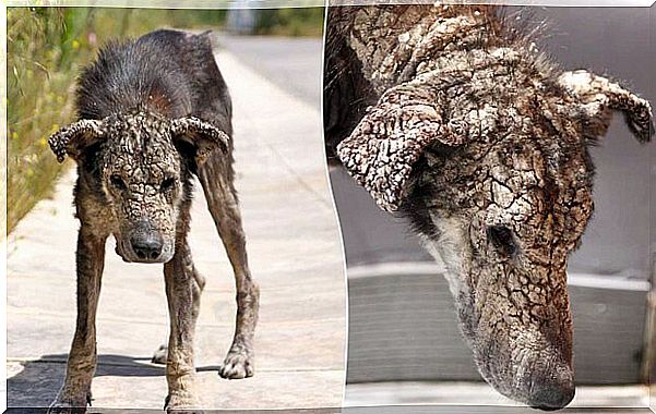 Dog with extreme mange