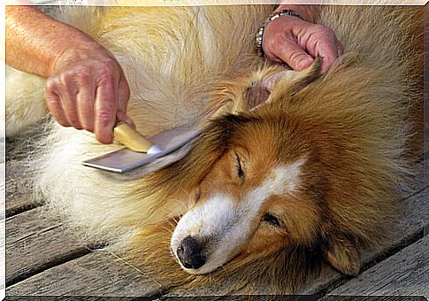 Dandruff in dogs: dry skin