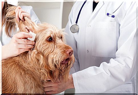 Canine otitis