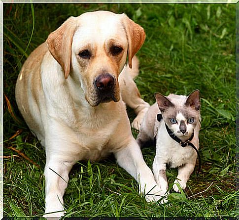 dog and cat