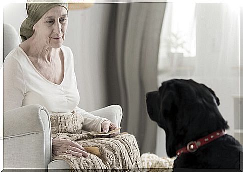 Dog with an old lady;  the labrador is one of the breeds of dogs for people who suffer from anxiety