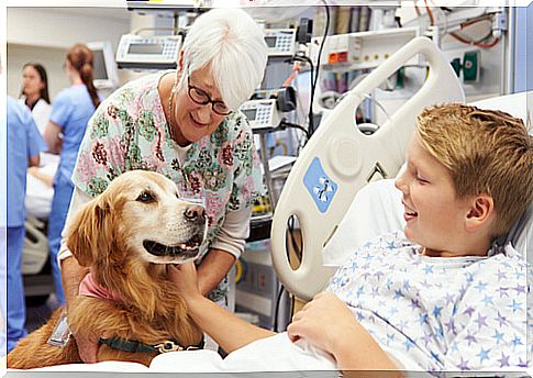 Golden retriever and child