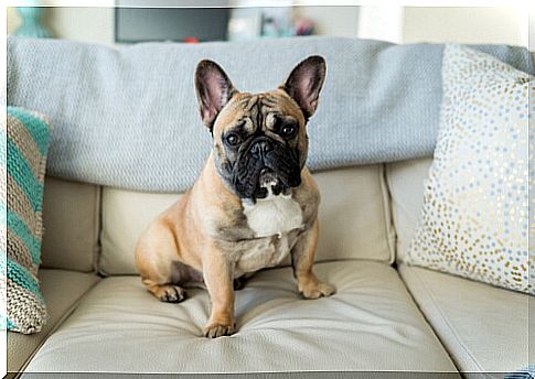 French bulldog, one of the small dogs, on the couch