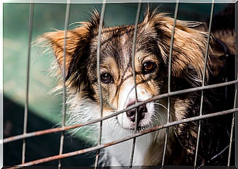 Abandoned dog behind bars