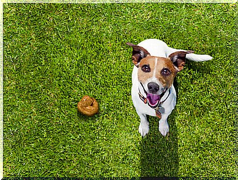 What can your dog's feces tell you?