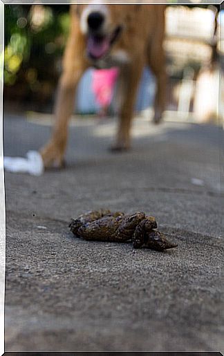 Dog poop with dog in the background