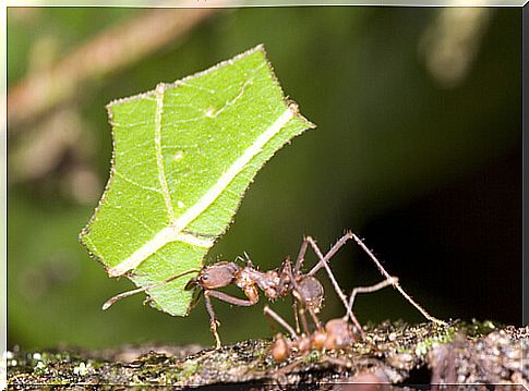 Eye cutter ant