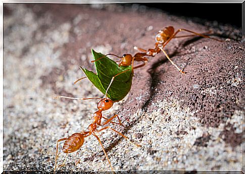 Gatherer ants