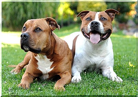 american pit bull terrier