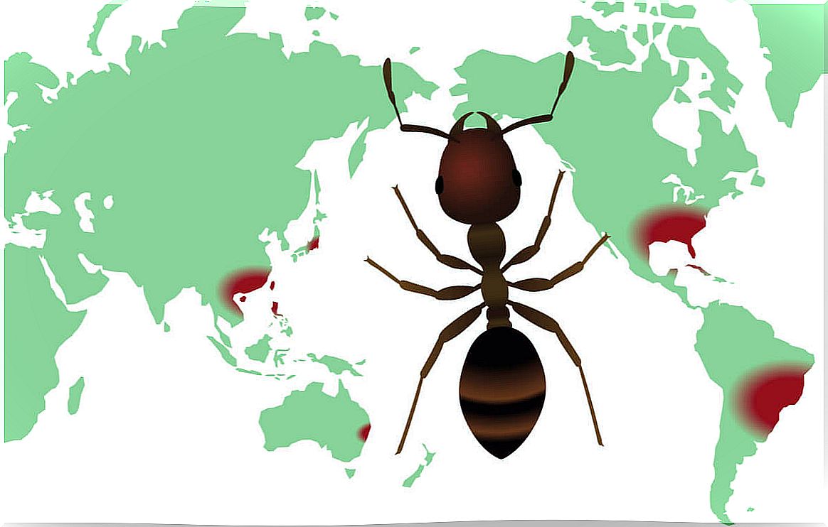 What is a biodiversity distribution map and what is it for?