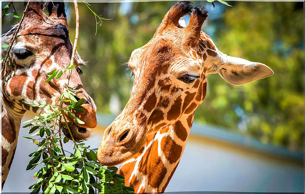 Giraffes and optimal foraging theory.