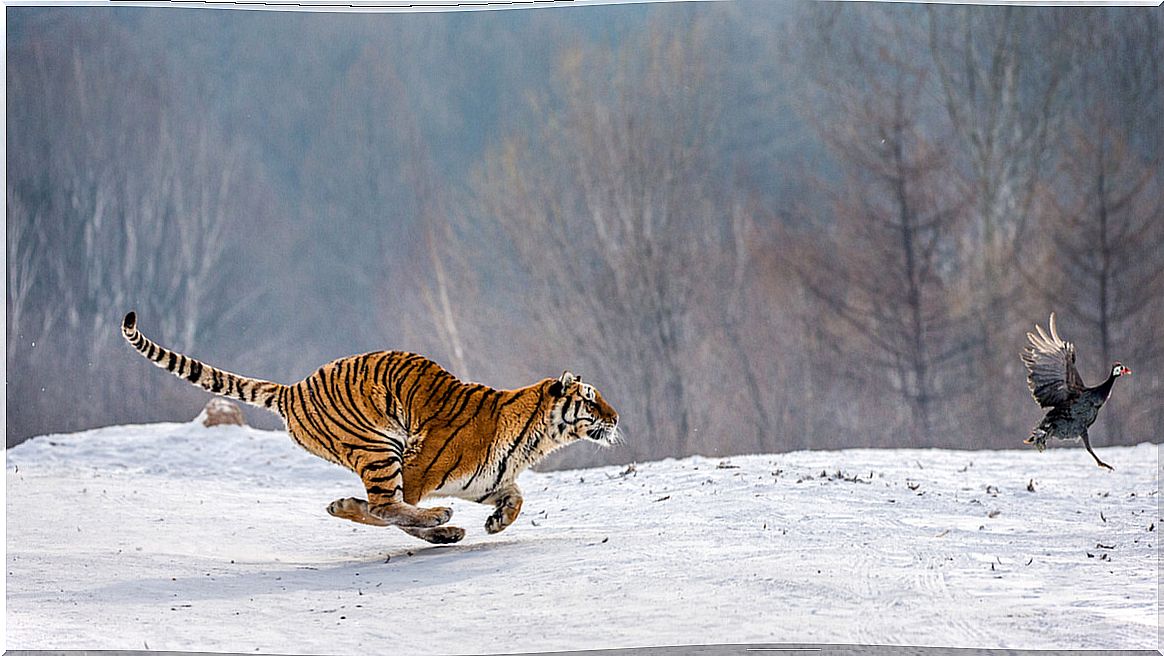 A predator and its prey in the snow.