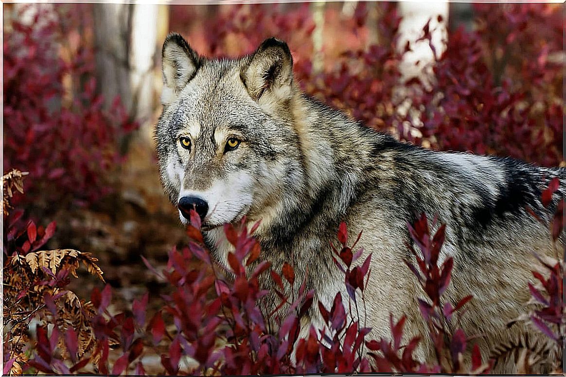 A gray wolf among red leaves.