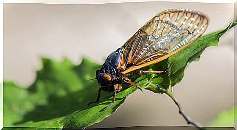 What is the loudest insect?