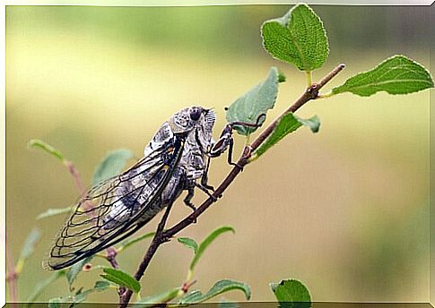 Song of the cicada