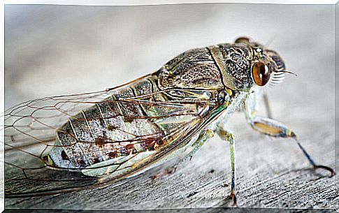 Cicada: sound