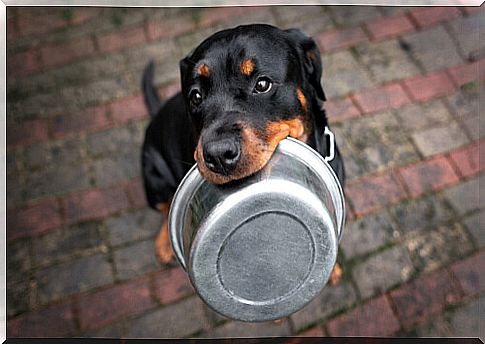 What is the most suitable diet for the Rottweiler?