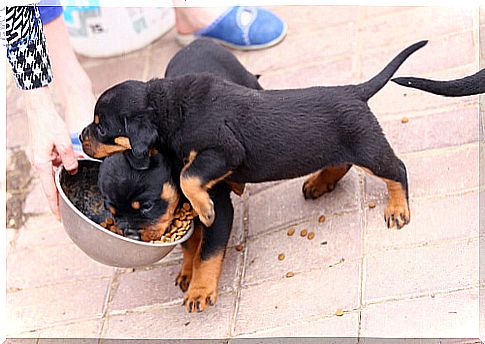 Most suitable diet for the Rottweiler