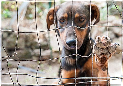 How is the profile of the abandoned dog?