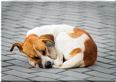 Dog lying on the street