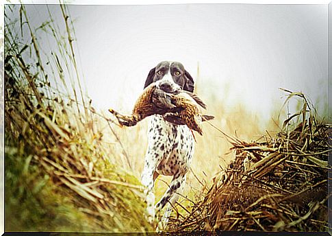 Types of hunting dogs