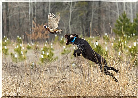 Hunting dog breeds