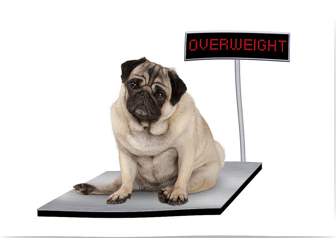 What treatments to use in overweight dogs?