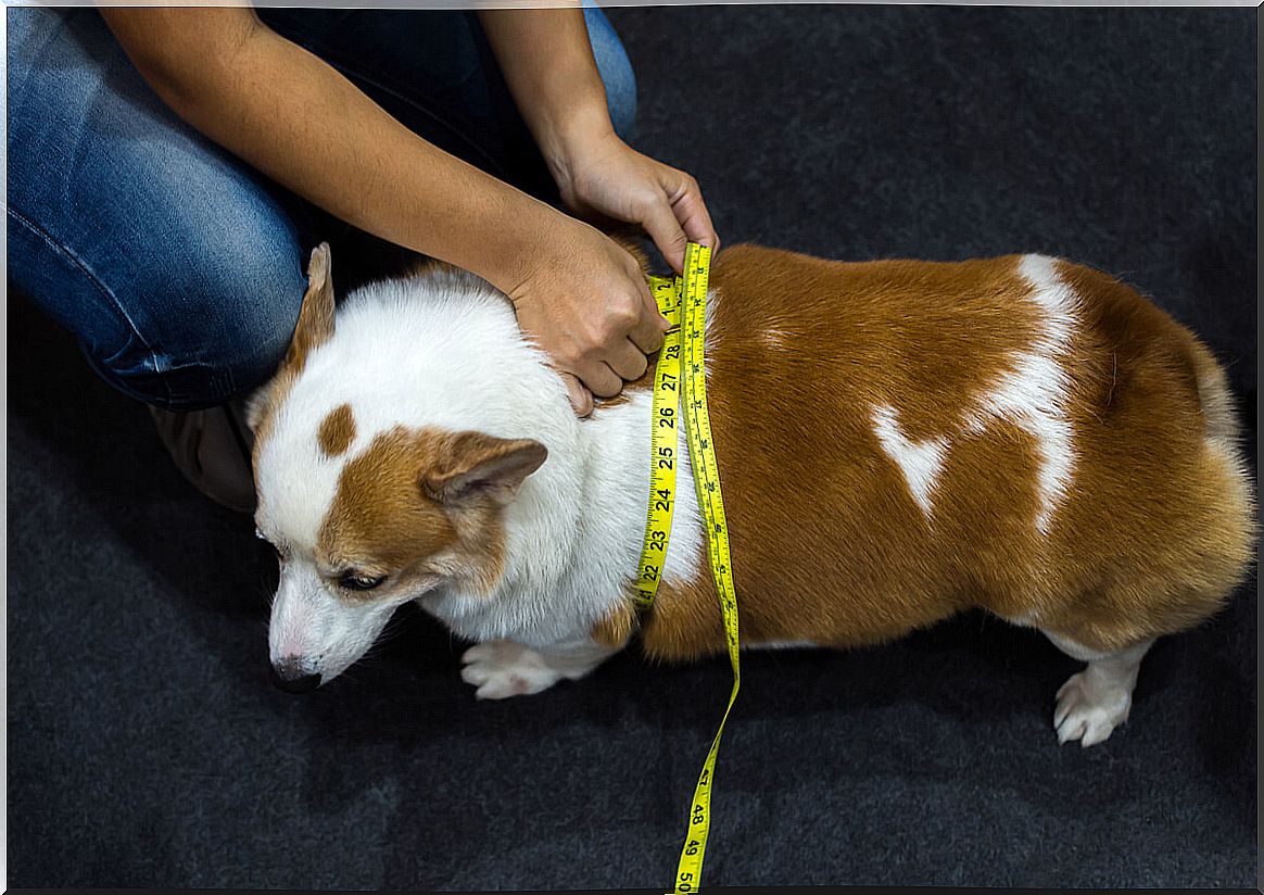 Measure of overweight in the dog.