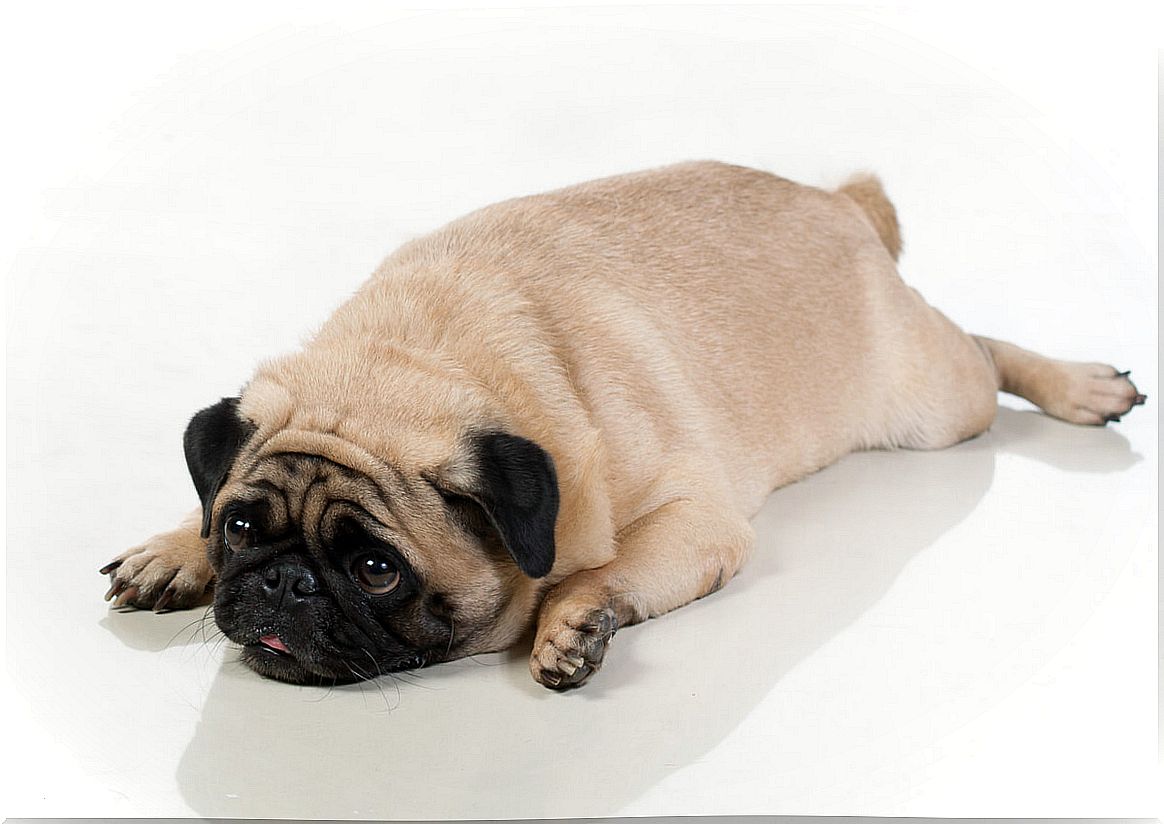 An overweight dog on a white background.