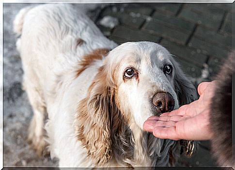 What types of cancer can a dog detect?