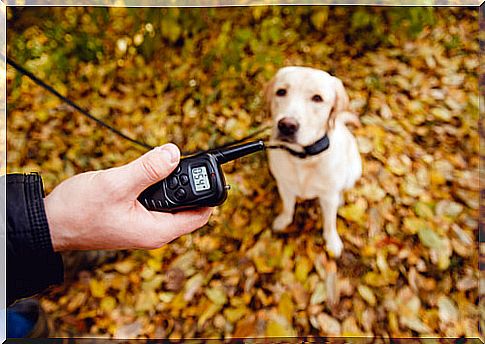 When to wear a bark collar?