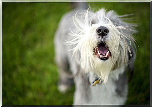 Anti-bark collar for dogs