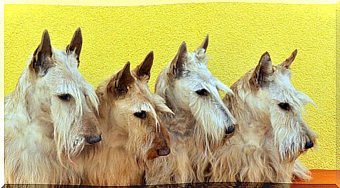 Which terrier breed dog is the best for you?