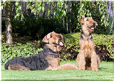 Behavior of the Airedale Terrier