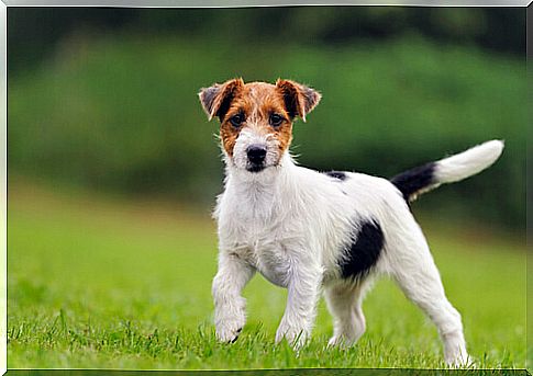 Alert Jack Russell terrier