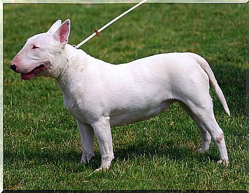 Bull terrier con cadena