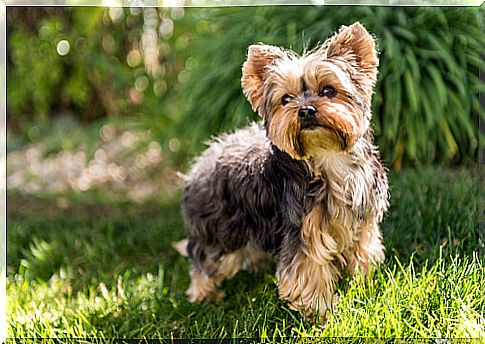 Yorkshire terrier in the garden