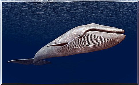 Blue whale in the sea