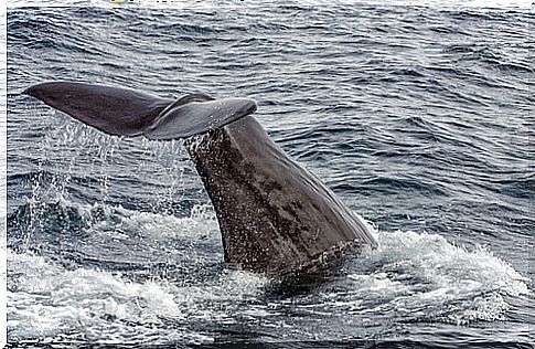 Fin whale: weight