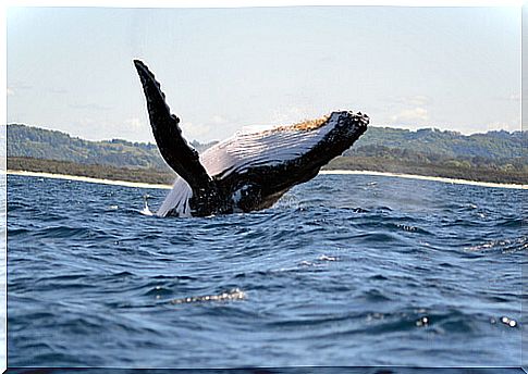 Whale species: southern right whale.