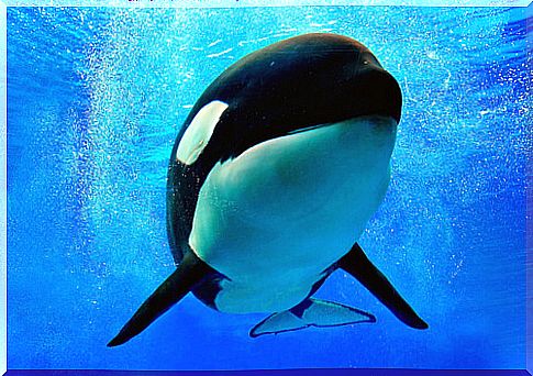 Killer whale