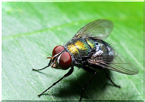 Why are there more flies in summer?