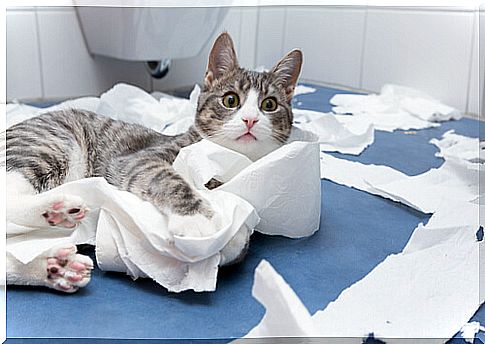 Why do cats love to accompany us to the bathroom