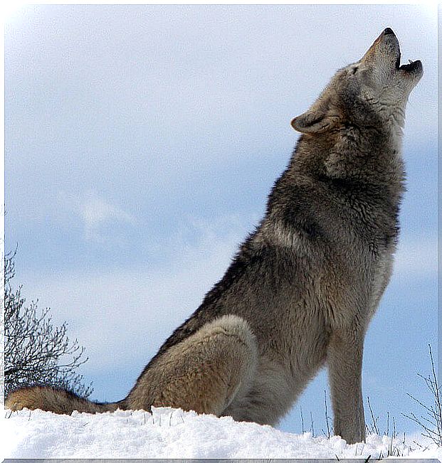 Wolf howling in the snow