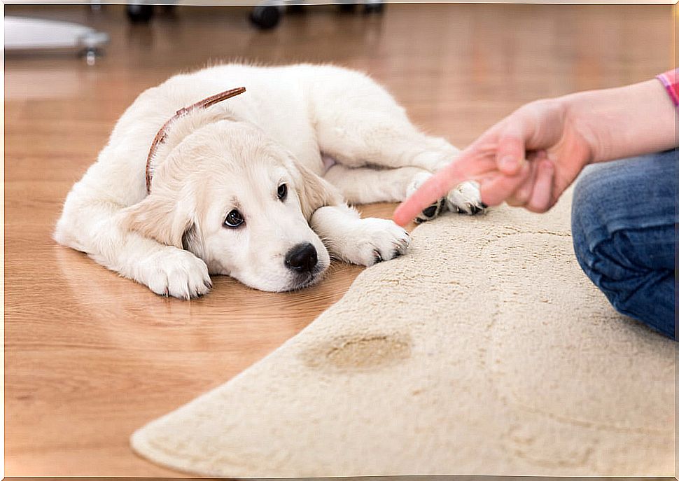 Teach your dog to pee.