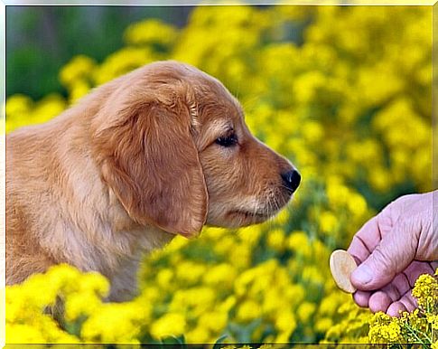 dog eating biscuits