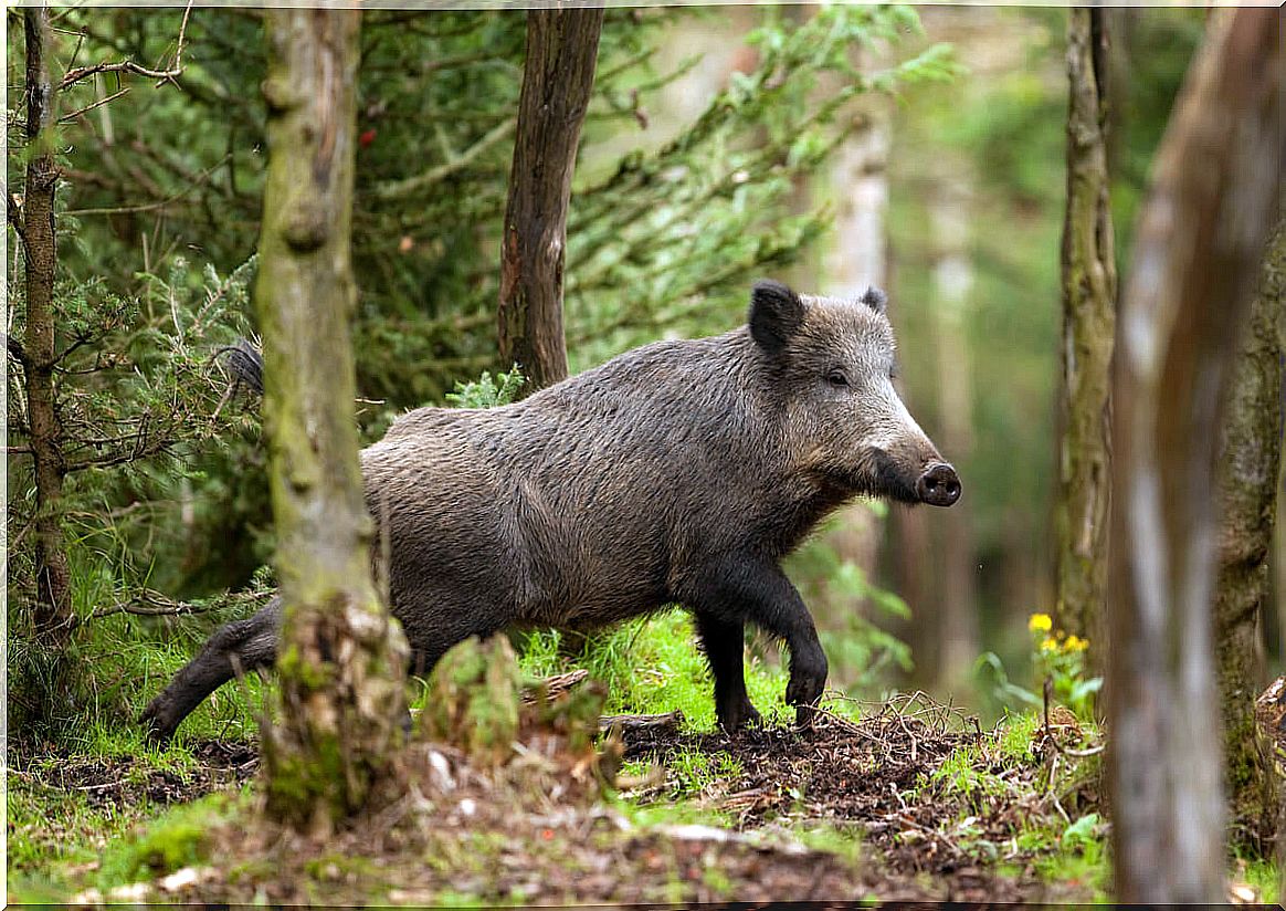 A wild boar in the field.