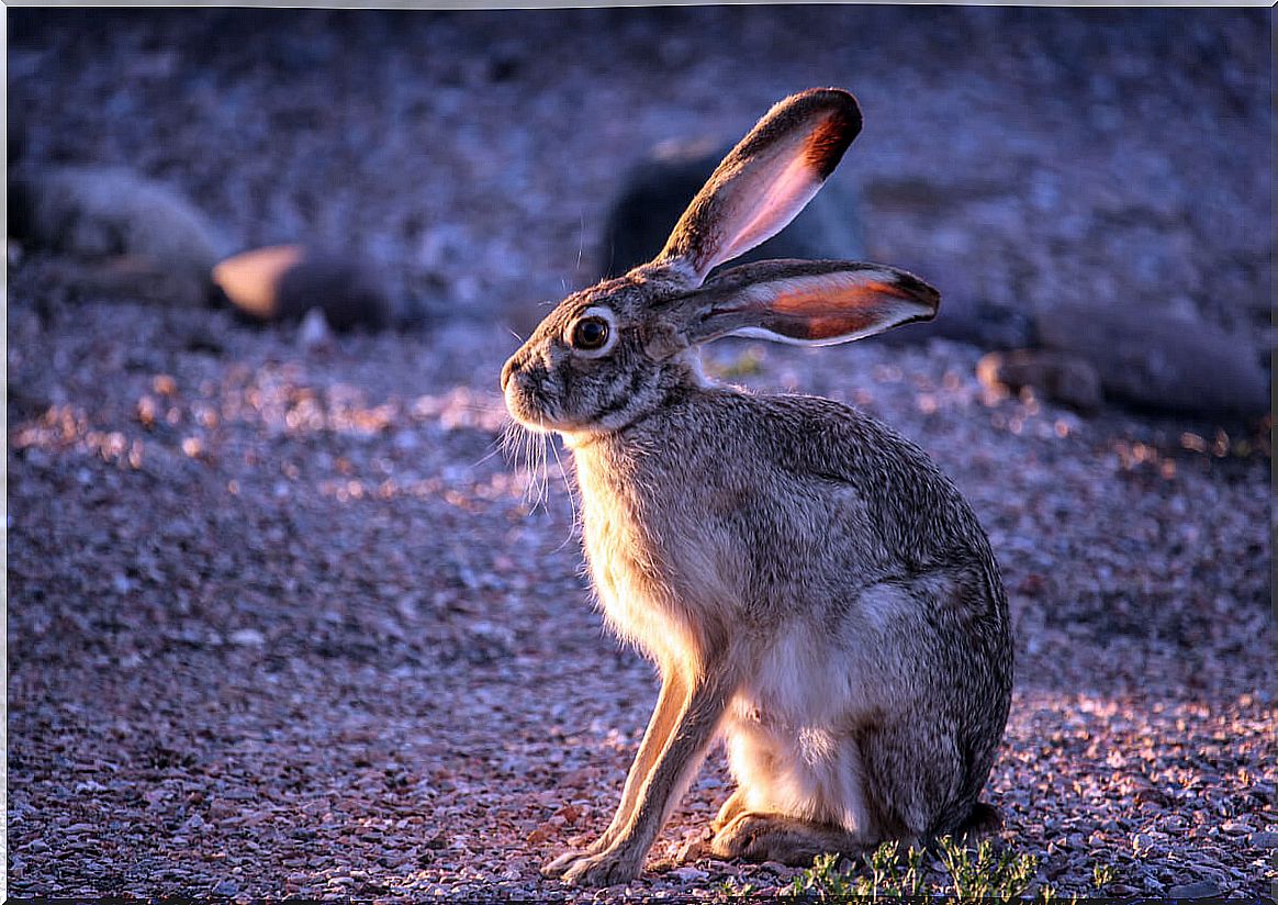 A Japanese hare.