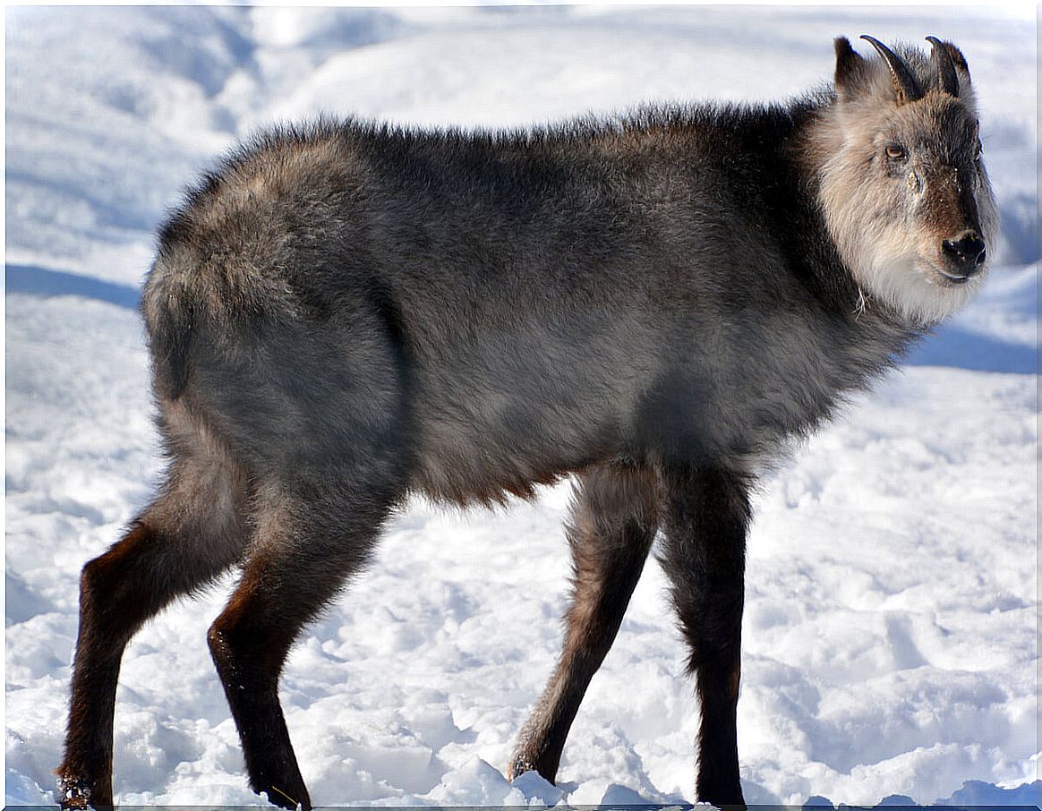 A Japanese serow.