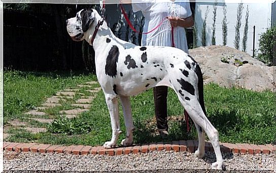 German mastiff in profile